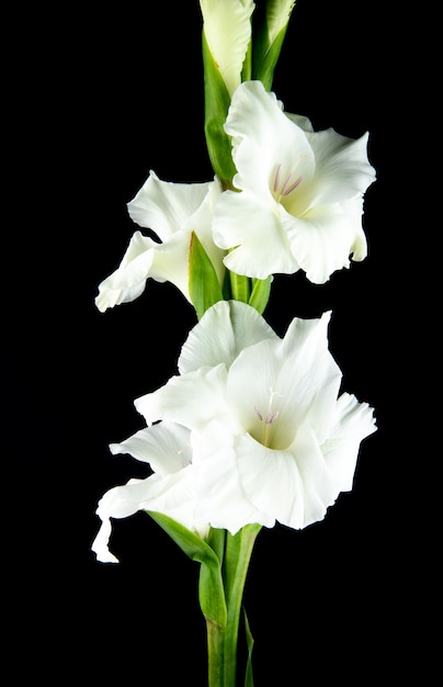 Vue latérale d'une fleur de glaïeul blanc isolé sur fond noir