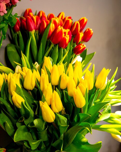 Vue latérale d'une fleur de tulipe jaune et rouge sur fond gris