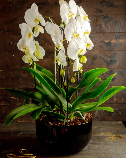 Vue latérale des fleurs d'orchidées phalaenopsis blanc en pleine floraison en pot de fleur noir