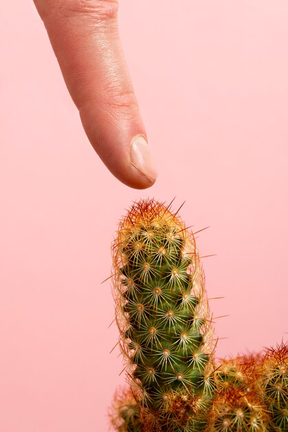 Vue latérale main posant avec cactus