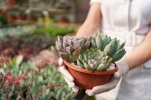 Vue latérale des mains de femme portant des gants en caoutchouc et des vêtements blancs tenant des plantes succulentes ou des cactus en pots avec d'autres plantes vertes