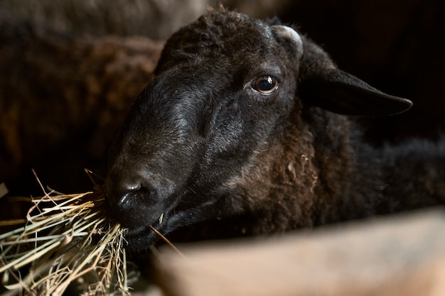 Vue latérale mignon mouton mangeant du foin