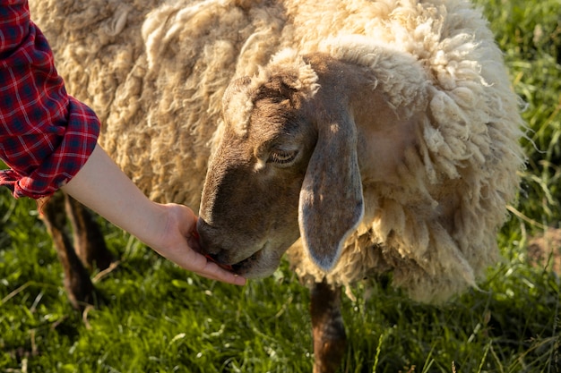 Vue latérale nourrir les moutons à la main