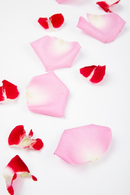 Vue latérale des pétales de fleurs roses éparpillés sur fond blanc