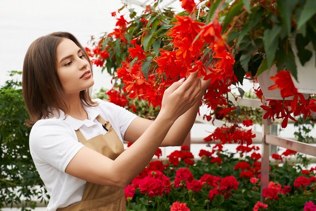 Vue latérale portrait d'une jeune femme séduisante en tablier beige admirant les belles fleurs rouges dans une serre moderne. Concept de soins pour les plantes et préparation à la vente.