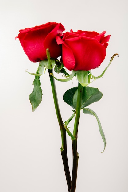 Vue latérale des roses de couleur rouge isolé sur fond blanc