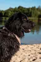 Photo gratuite vue latérale smiley chien mouillé à la plage