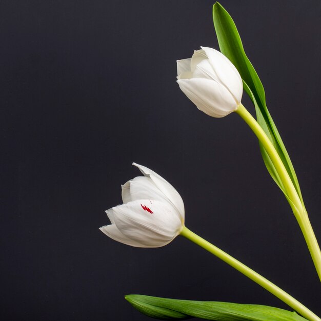 Vue latérale des tulipes de couleur blanche isolé sur tableau noir