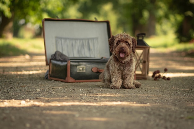 Vue d'un mignon terrier dans la valise du parc