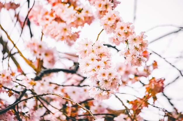 Vue de mise au point sélective de belles branches avec des fleurs de cerisier en fleurs