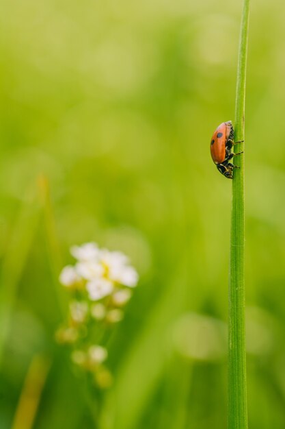 Vue de mise au point sélective verticale d'une coccinelle sur une plante dans un champ capturé sur une journée ensoleillée