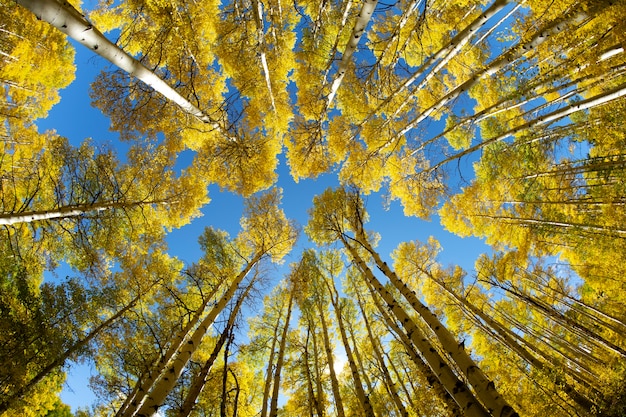 Photo gratuite vue sur la nature de la flore et de la végétation des états-unis