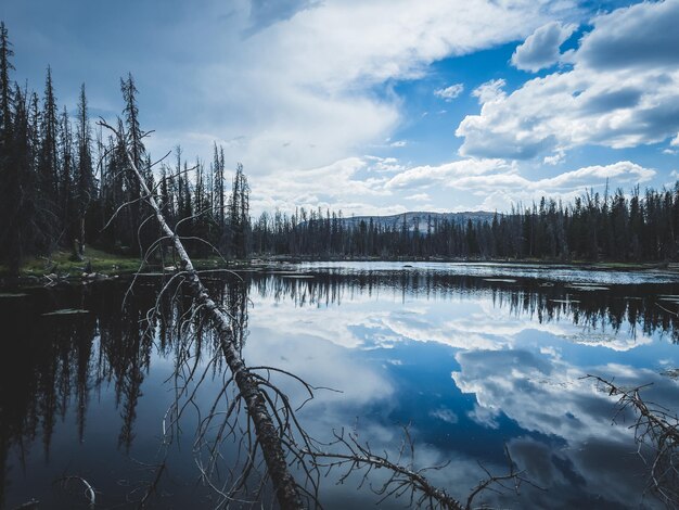 Vue naturelle d'un lac calme avec le reflet du ciel et de la forêt de pins à la surface