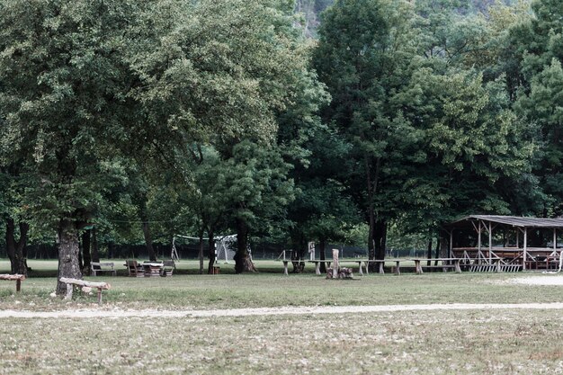 Vue panoramique sur les arbres dans le parc