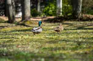 Photo gratuite vue panoramique de deux canards mullard sur un champ