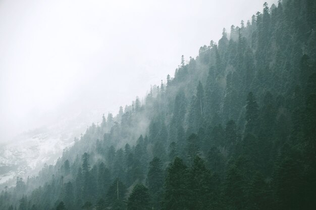 Vue panoramique du paysage sur la forêt d'hiver