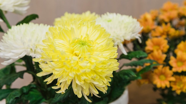 Vue panoramique de fleurs de chrysanthèmes blancs et jaunes