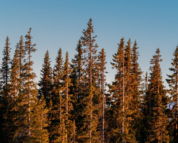 Vue panoramique de la forêt de pins sur un fond de ciel clair pendant le lever du soleil