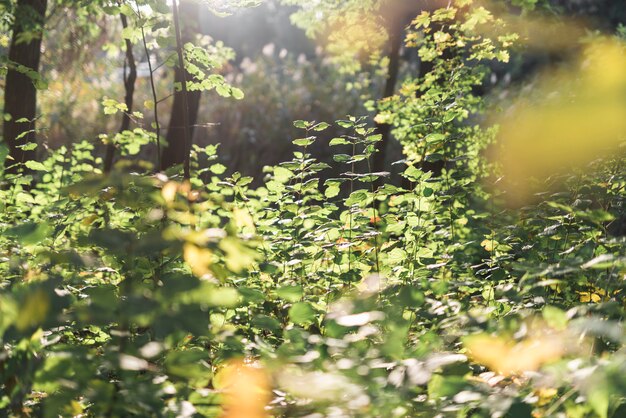 Vue panoramique en forêt