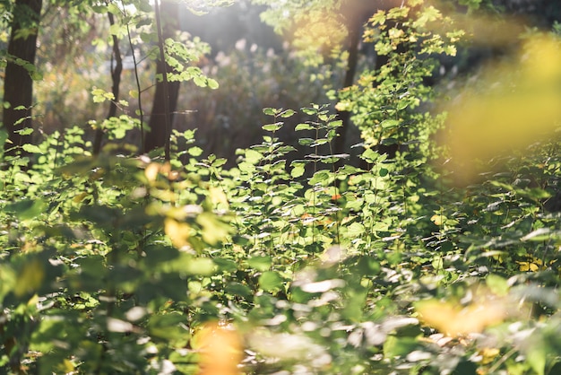 Vue panoramique en forêt