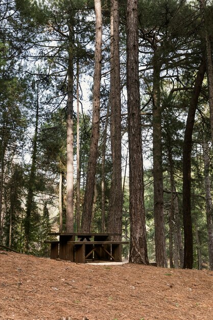 Vue panoramique de la forêt