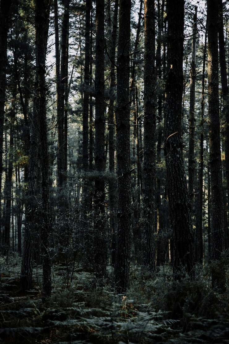 Photo gratuit vue panoramique des grands arbres tropicaux qui poussent dans la forêt