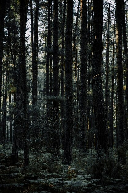 Vue panoramique des grands arbres tropicaux qui poussent dans la forêt