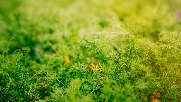 Vue panoramique des plantes vertes