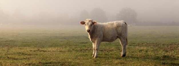 Vue panoramique de la vache dans le champ avec du brouillard