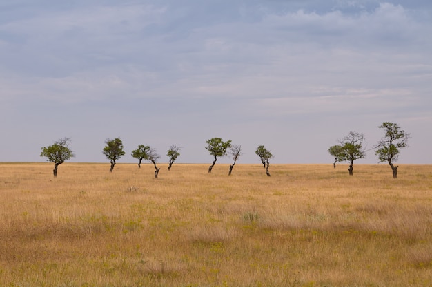 Vue panoramique sur un vaste champ aride avec de l'herbe sèche et plusieurs arbres verts en arrière-plan le jour de printemps nuageux. Tourné en plein air d'un pré jaune spacieux avec quelques arbres solitaires solitaires avec un feuillage épais