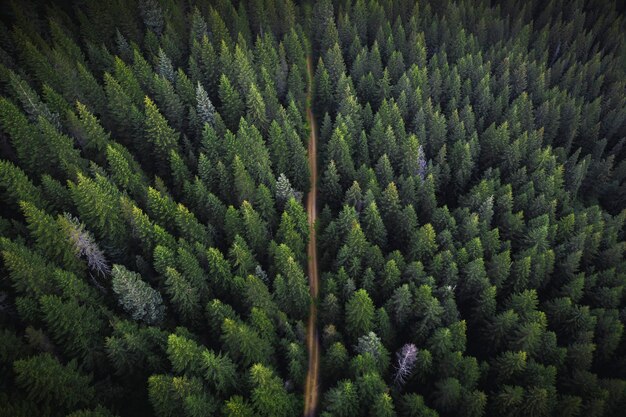 Vue par drone d'une forêt verdoyante avec un chemin de terre