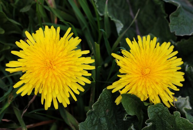 Vue rapprochée d'une belle fleur jaune