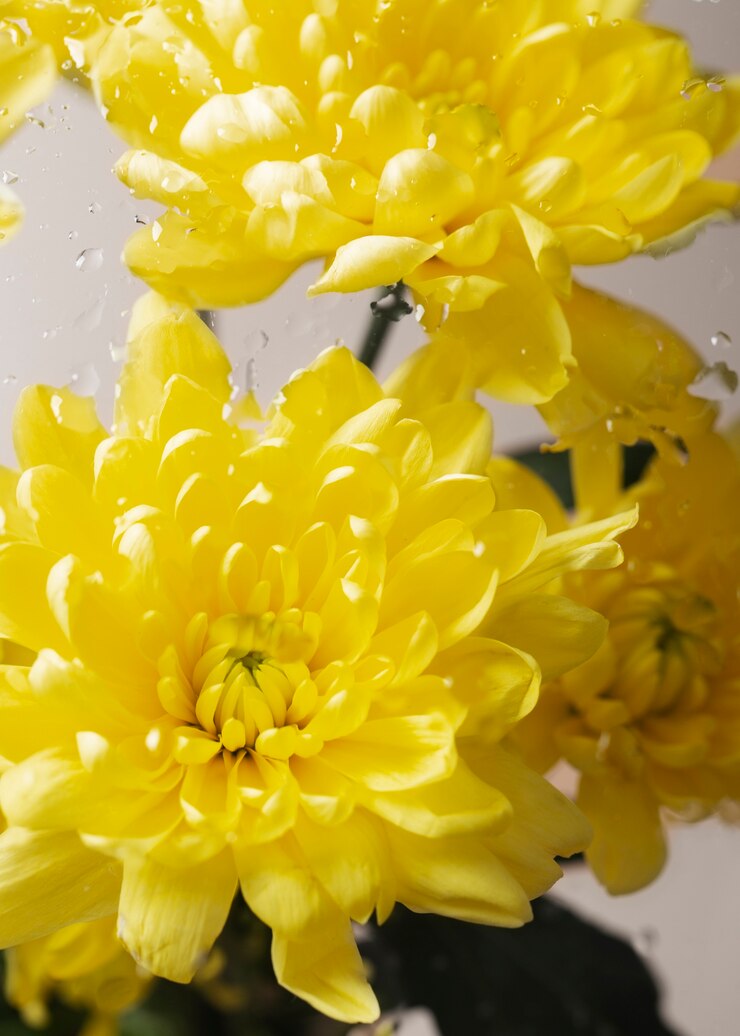 Photo gratuit vue rapprochée des belles fleurs en fleurs