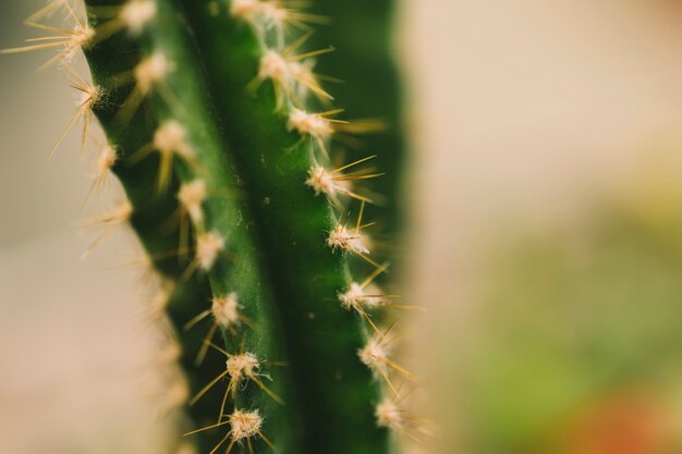 Vue rapprochée des cactus