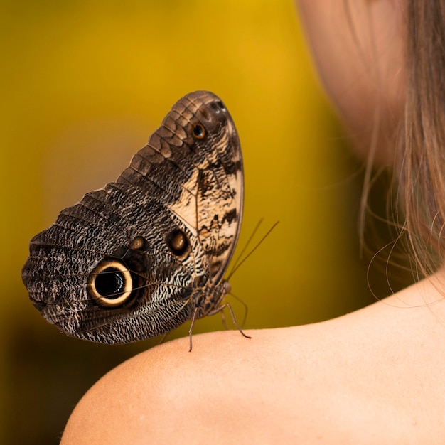 Photo gratuite vue rapprochée du beau concept de papillon