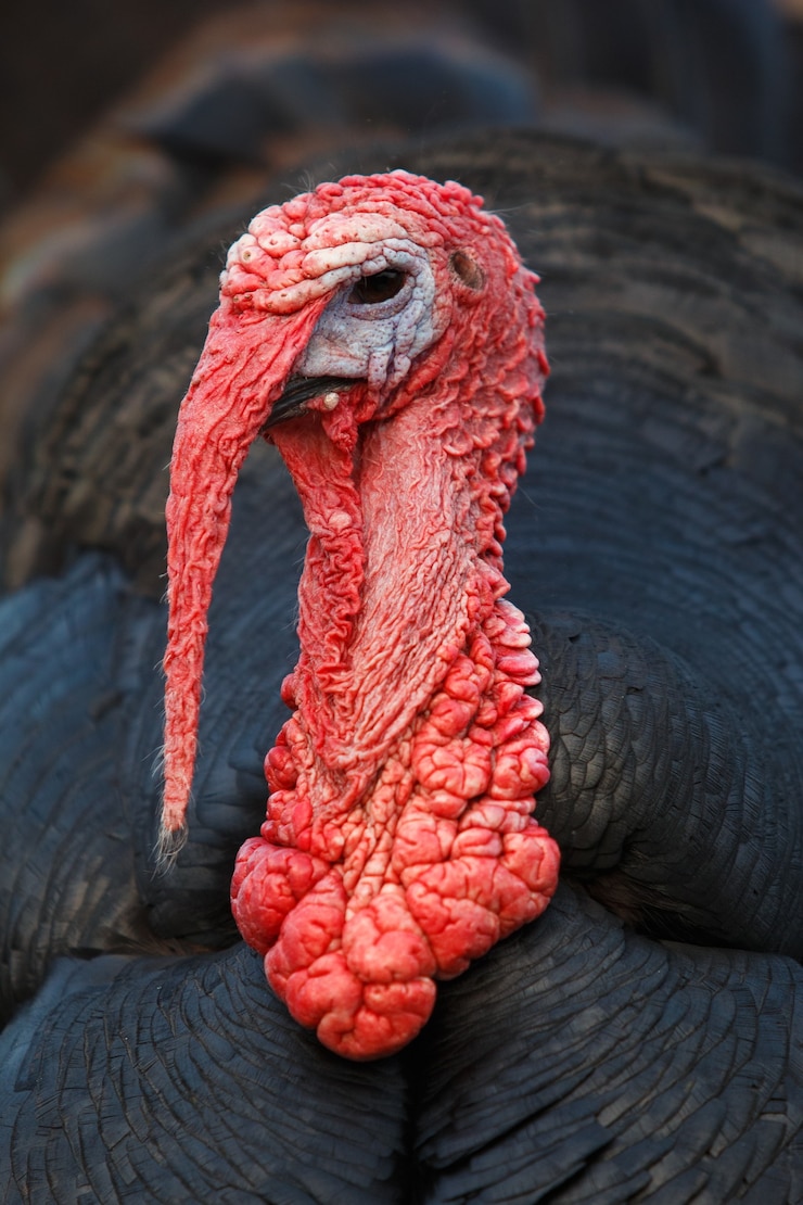 Photo gratuit vue rapprochée du buste d'une dinde avec du mucus rouge et des plumes noires