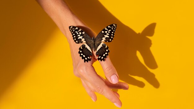 Vue rapprochée du papillon sur place