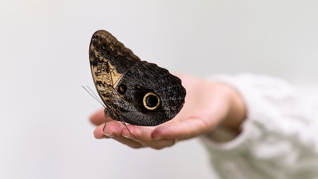 Photo gratuite vue rapprochée du papillon sur place