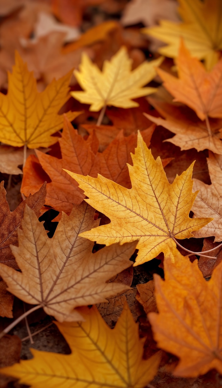 Photo gratuit vue rapprochée des feuilles d'automne