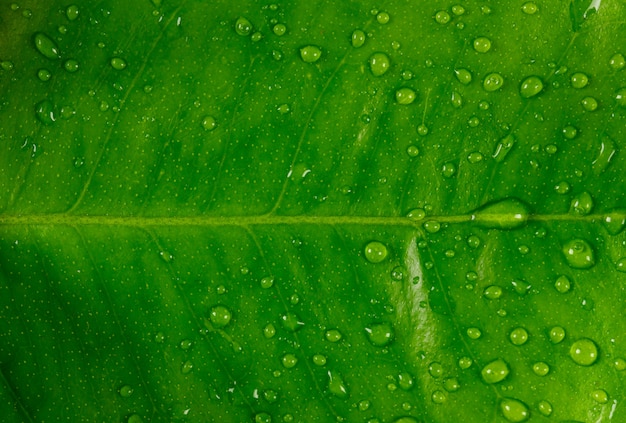 Vue rapprochée des feuilles vertes pluvieuses. horizontal.