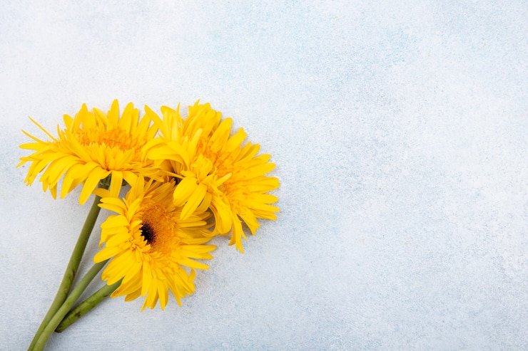 Photo gratuit vue rapprochée des fleurs sur le côté gauche et surface blanche