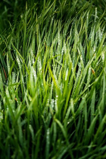 Photo gratuite vue rapprochée de l'herbe avec des gouttes de rosée