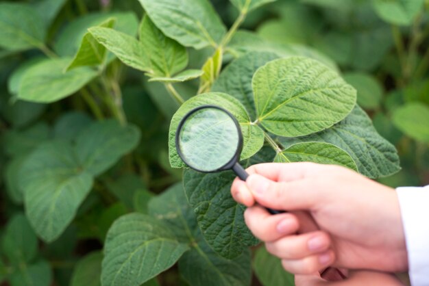 Vue rapprochée des mains tenant la loupe contrôle des feuilles de soja