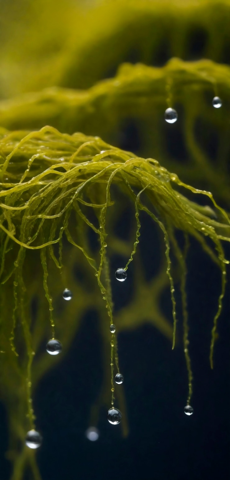 Photo gratuit vue rapprochée de la mousse dans la nature