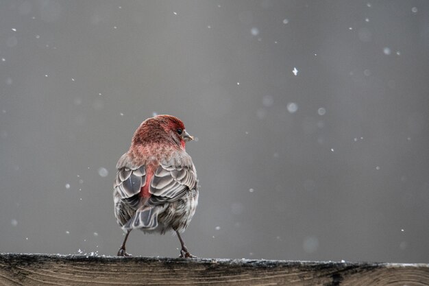 Vue rapprochée d'un oiseau rouge et brun reposant sur une surface en bois pendant la neige