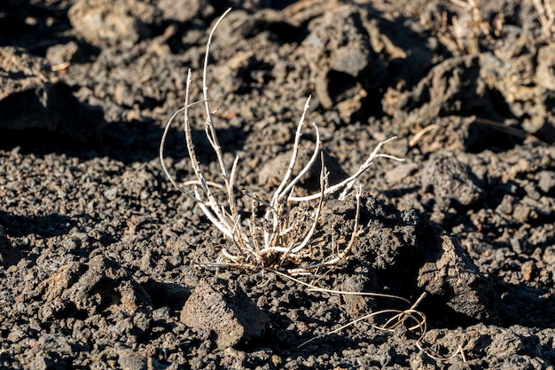 Vue rapprochée des plantes séchées sur sol noir