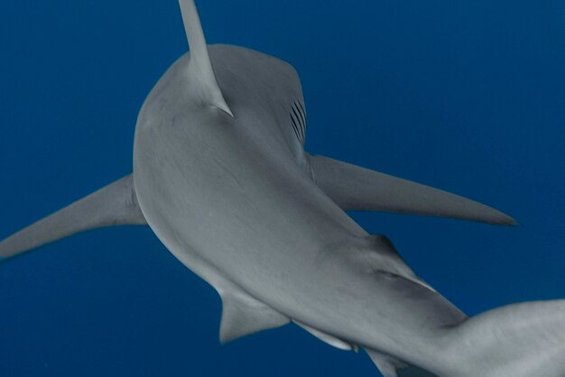 Vue d'un requin nageant sous l'eau