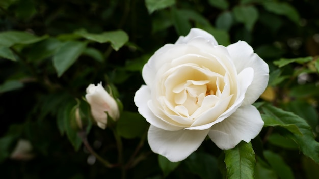 Vue de rose blanche délicate