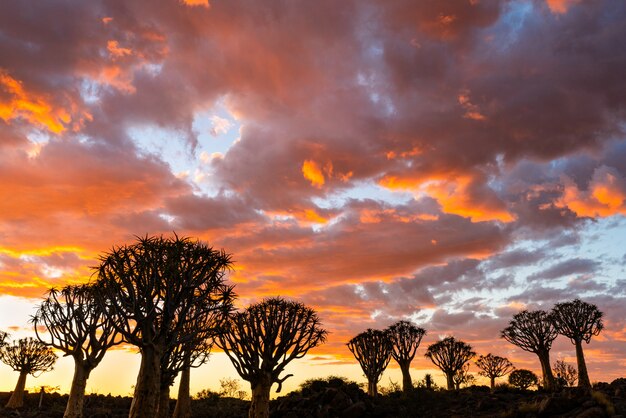 Vue silhouette de la forêt d'arbres carquois avec beau ciel coucher de soleil crépuscule scène du ciel à Keetmanshoop, Namibie.