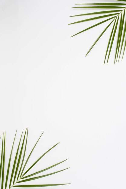Vue surélevée des feuilles de palmier au coin de la toile de fond blanche